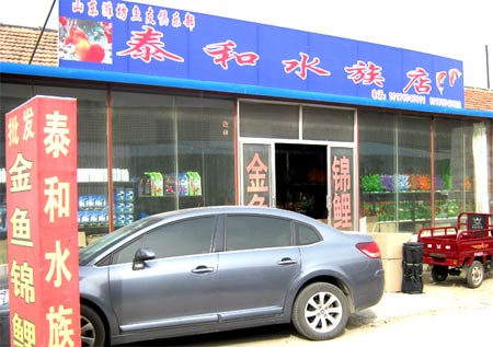 潍坊观赏鱼,观赏鱼批发,观赏鱼零售
